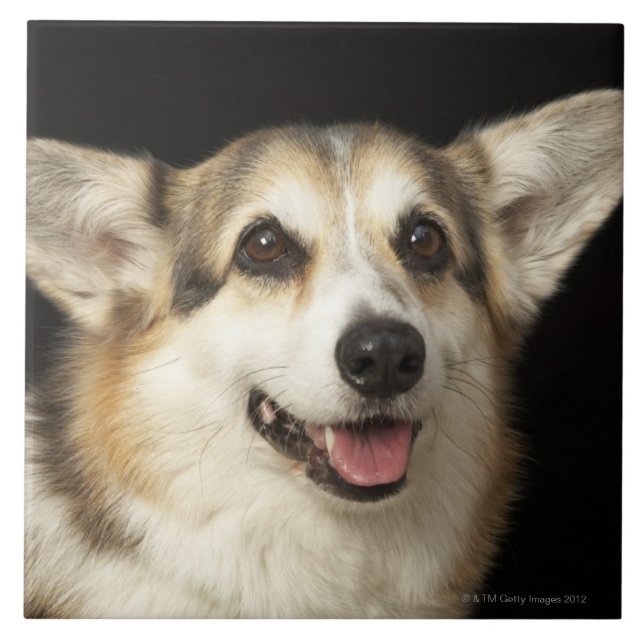 Retrato do Corgi preto, marrom e branco (Frente)