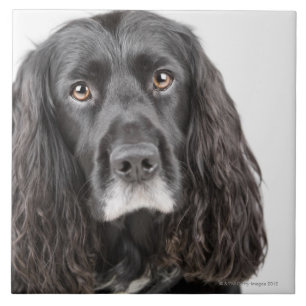 Retrato do estúdio de cocker spaniel