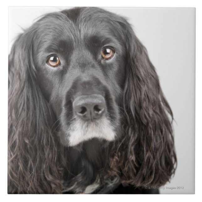 Retrato do estúdio de cocker spaniel (Frente)