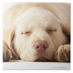 Retrato do estúdio de labrador retriever amarelo