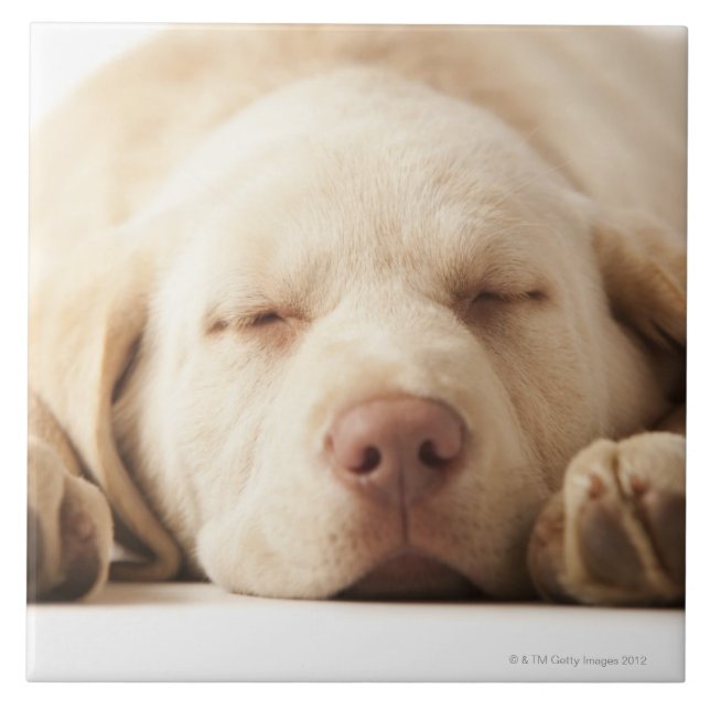 Retrato do estúdio de labrador retriever amarelo (Frente)