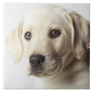 Retrato do filhote de cachorro louro de labrador