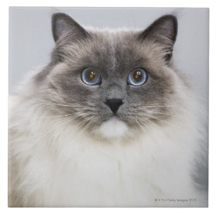 Retrato do gato de Ragdoll