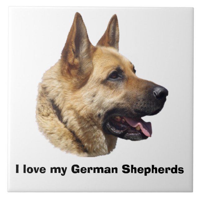 Retrato do German shepherd alsaciano (Frente)