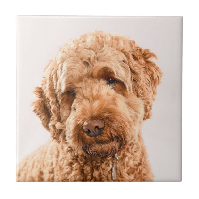 Retrato do Goldendoodle Studio (Frente)