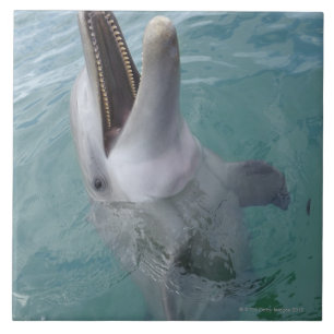 Retrato do golfinho de Bottlenose comum, caribe