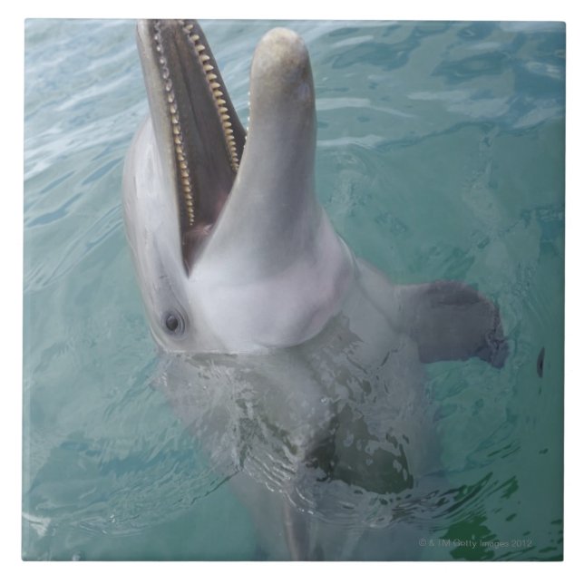 Retrato do golfinho de Bottlenose comum, caribe (Frente)