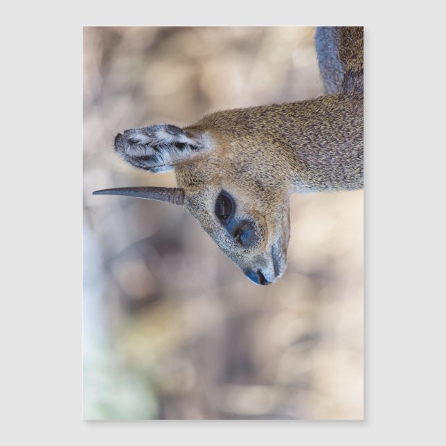 Retrato do Klipspringer (Frente)