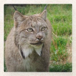 Retrato do lince