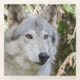 Retrato do lobo
