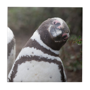 Retrato do pinguim de Magellanic