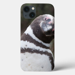 Retrato do pinguim de Magellanic