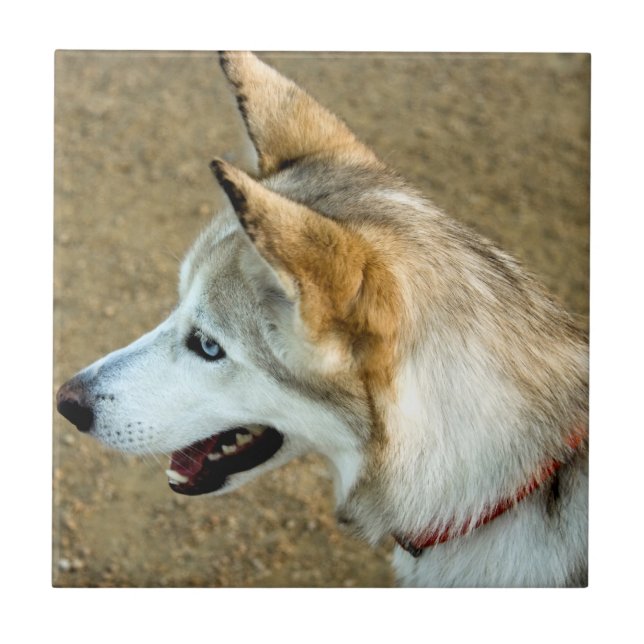 Retrato do rouco (Frente)