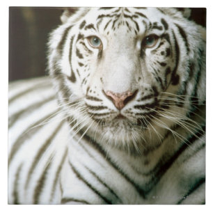 Retrato do tigre