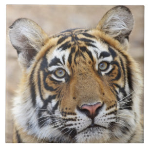 Retrato do Tigre-de-bengala-real, Ranthambhor