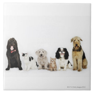 Retrato dos gatos e dos cães que sentam-se junto