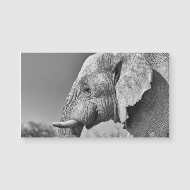 Retrato elefante (Frente)