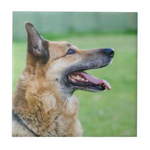 Retrato German shepherd