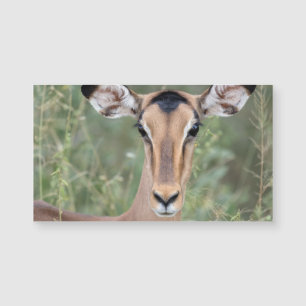 Retrato Impala