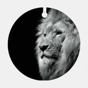 Retrato Leão Branco Negro - Fotografia Animal