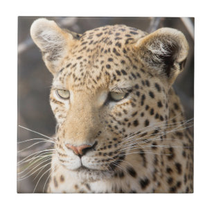 Retrato leopardo