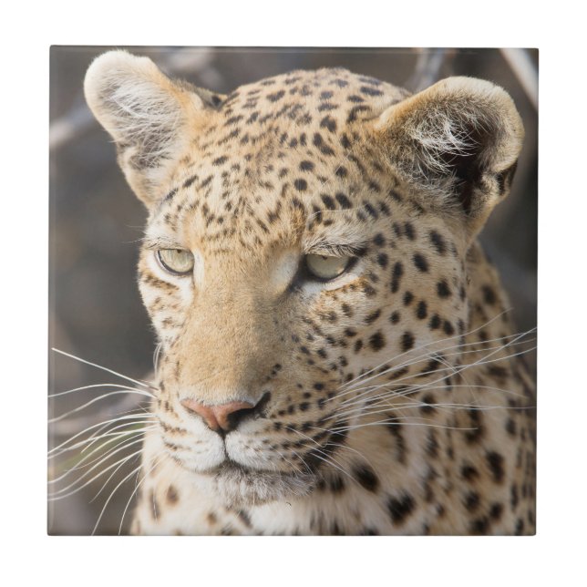 Retrato leopardo (Frente)