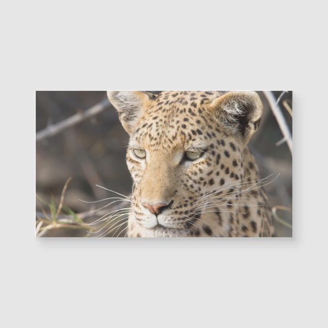 Retrato leopardo (Frente)