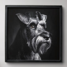 Retrato Monocromático de Schnauzer
