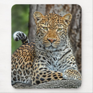 Retrato Mousepad do leopardo