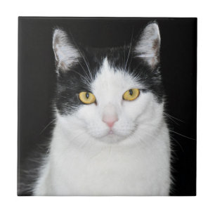 Retrato preto e branco do gato