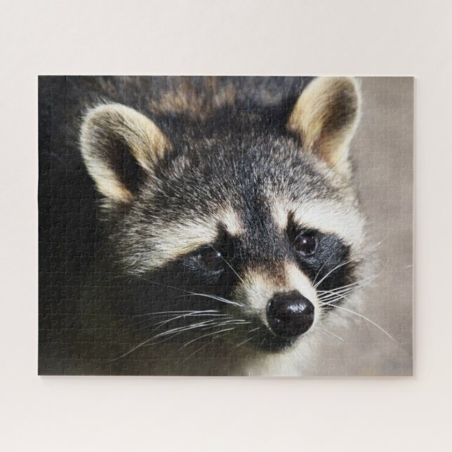 Retrato Raccoon, Quebra-cabeça de Jigsera (Horizontal)