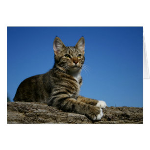 [Retrato régio] do gato - algum cartão da ocasi