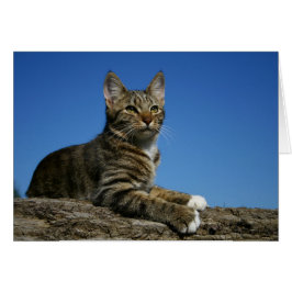 [Retrato régio] do gato - algum cartão da ocasião