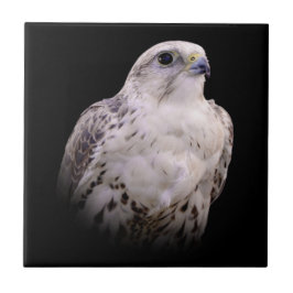 Retrato Vignetado de Falcão de Saker Inquisitivo