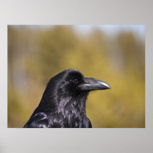 Retrato Wild Raven - Impressão de Belas Artes