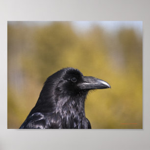 Retrato Wild Raven - Impressão de Belas Artes