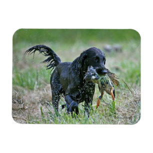 Retriever de Flatcoated com ímã do pato