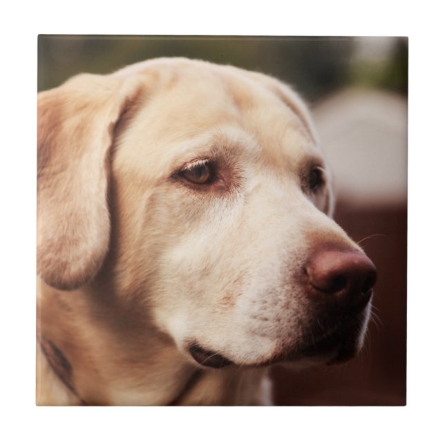 Retriever de Labrador (Frente)