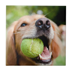 Retriever De Ouro Com Bola De Tênis