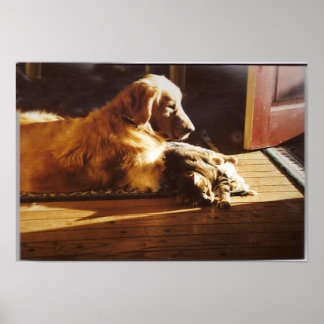 Retriever de ouro com Poster de Cat