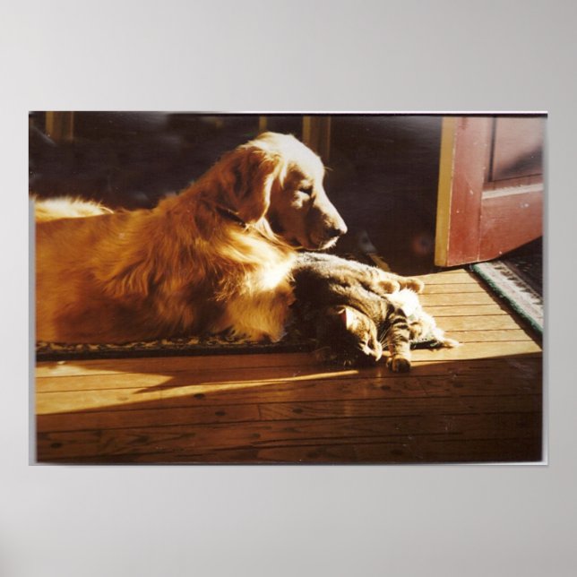 Retriever de ouro com Poster de Cat (Frente)