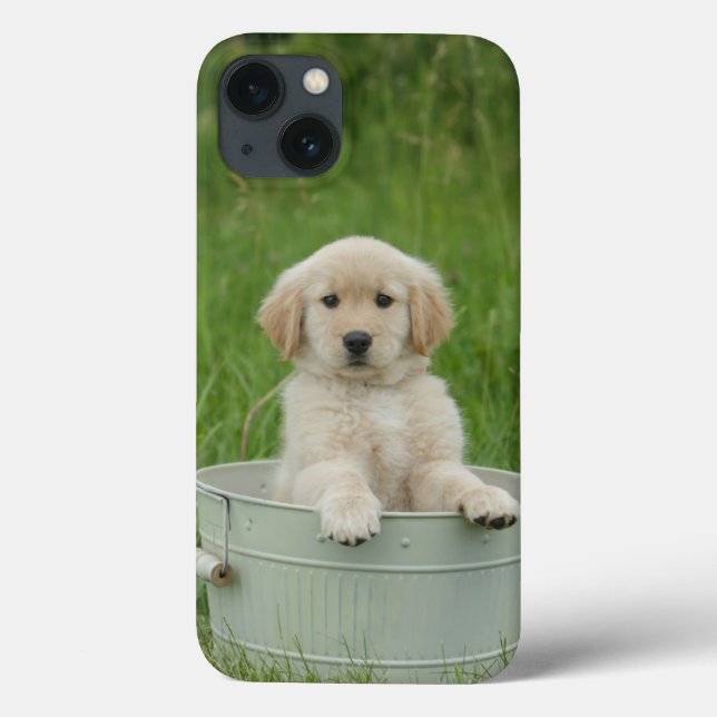 Retriever De ouros Na Bacia De Lavagem (Verso)