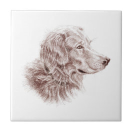 Retriever Dourado