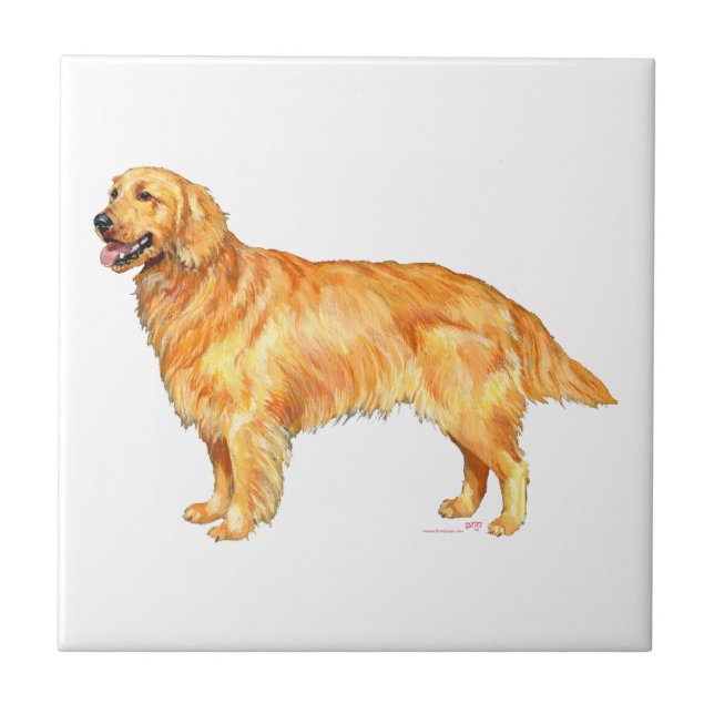 Retriever Dourado (Frente)