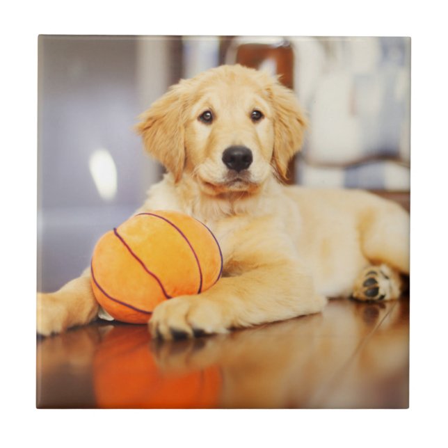 Retriever Ouro Com Brinquedo De Basquete (Frente)