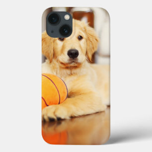 Retriever ouro Com Brinquedo De Basquete