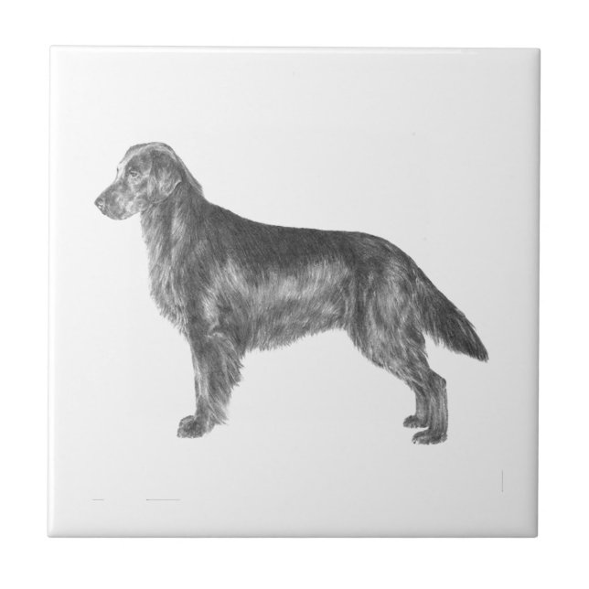 Retriever revestido plano (Frente)