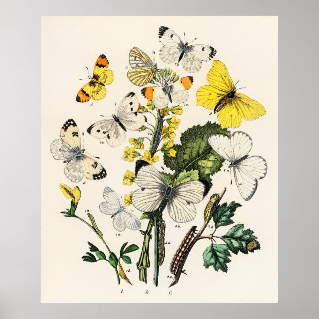 Retro Yellow Butterfly and flowers Print Poster  (Frente)