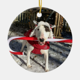 Rex O Enfeites de natal Terrier Candy Candy
