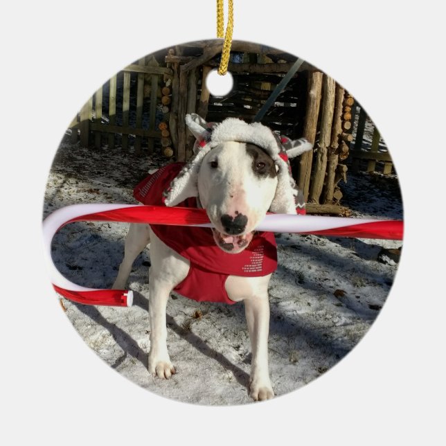 Rex O Enfeites de natal Terrier Candy Candy Da TV (Frente)